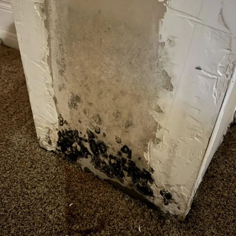 Professional Mold Removal in Troy, TN